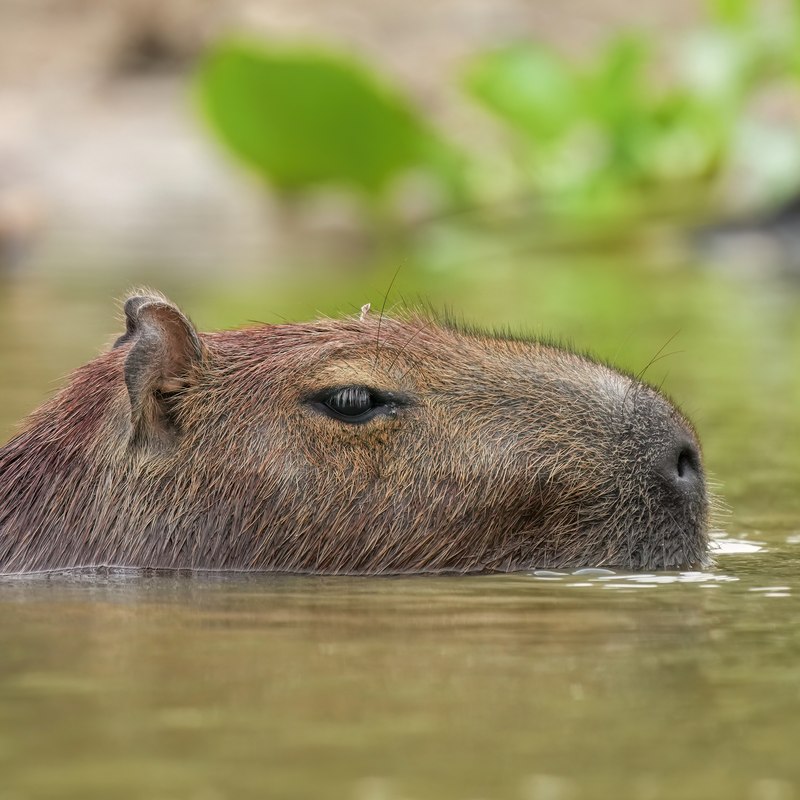 capybara swimming with just its head above the water